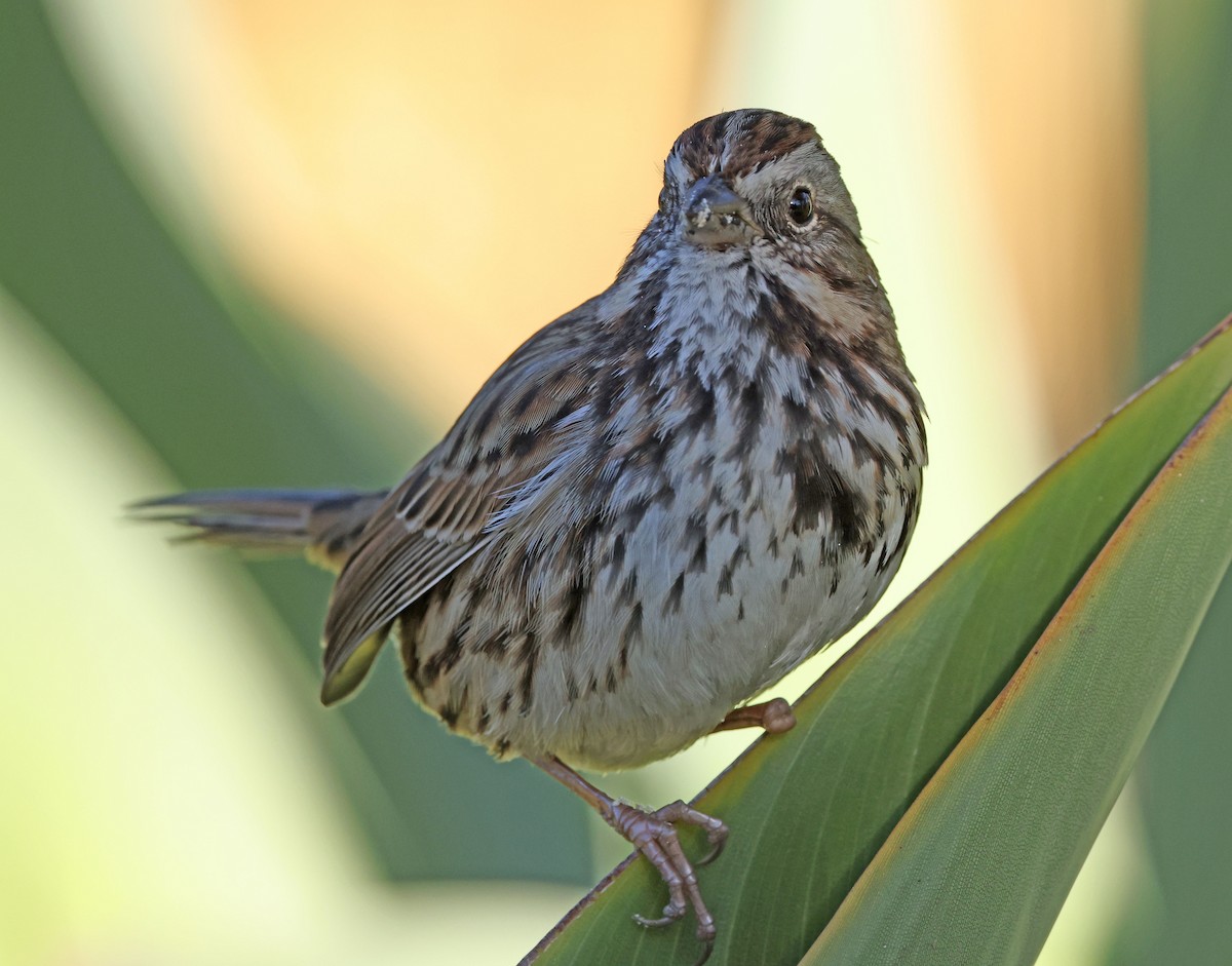 Song Sparrow - ML646491550