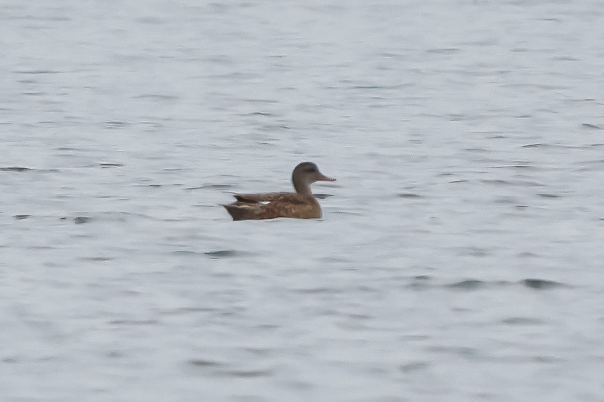 赤膀鴨 - ML646491552