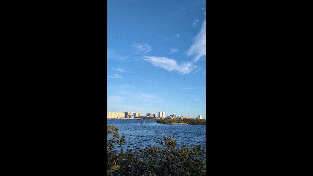 Белоголовый орлан - ML646491556