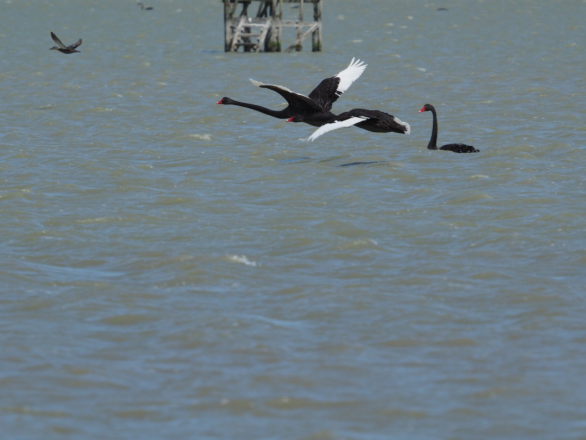 Black Swan - ML646491558