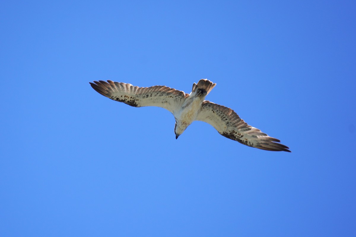 Osprey - ML646491560