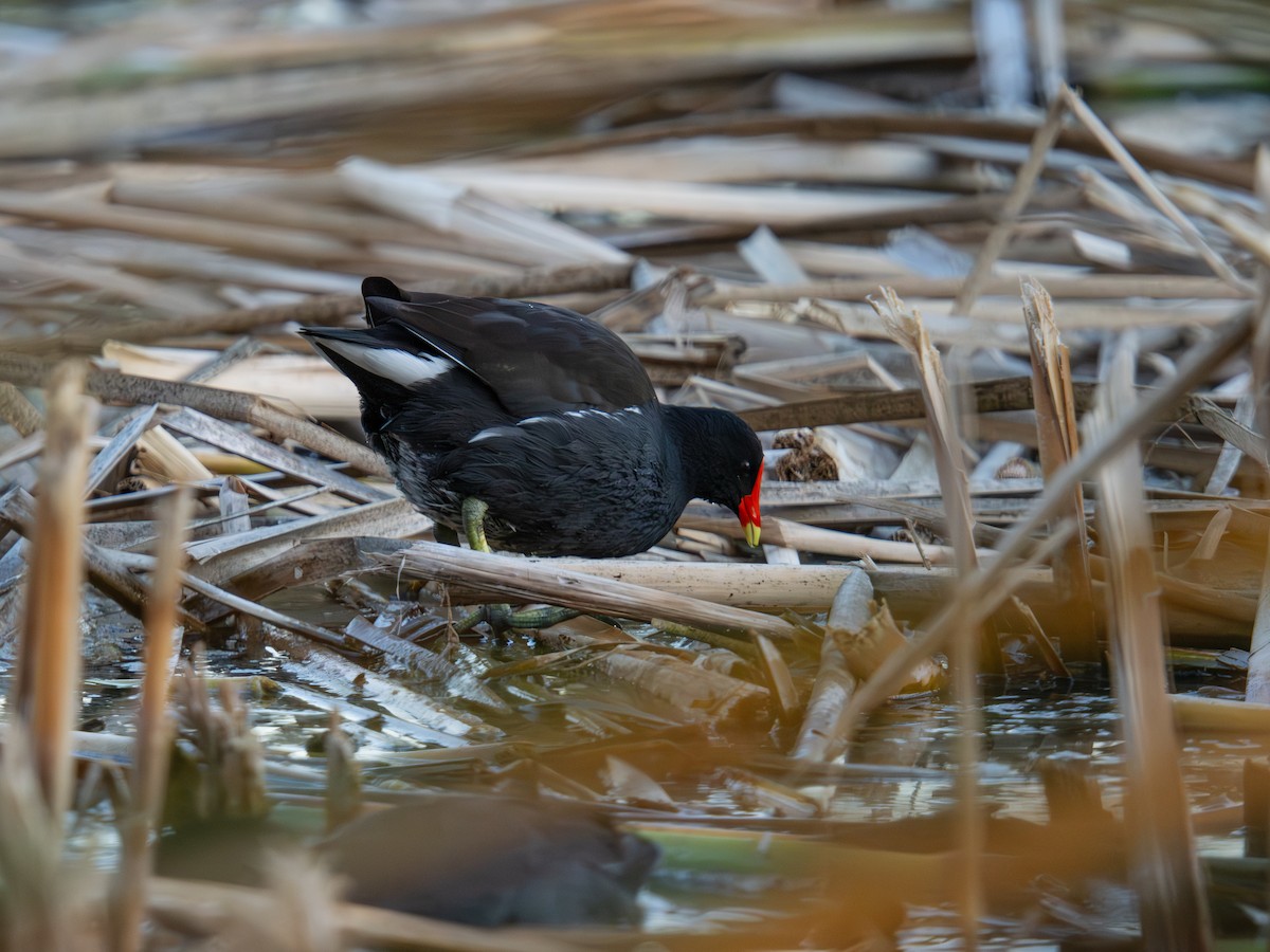 Common Gallinule - ML646491565