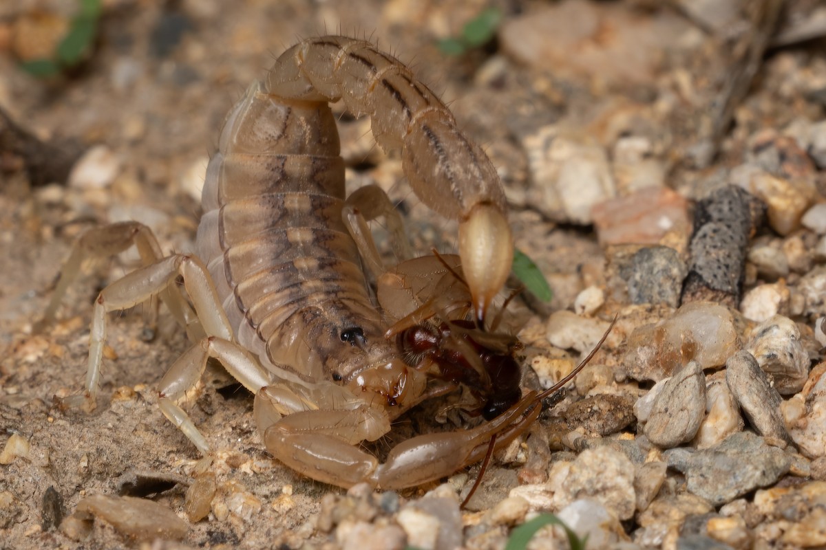Stripe-tailed Scorpion - ML646491566