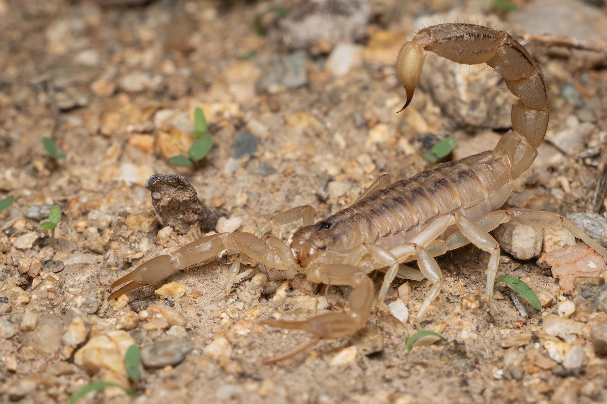 Stripe-tailed Scorpion - ML646491567