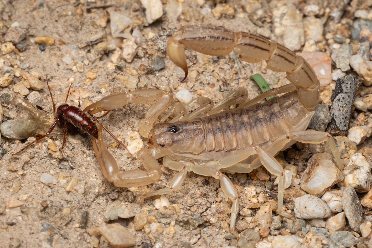 Stripe-tailed Scorpion - ML646491568
