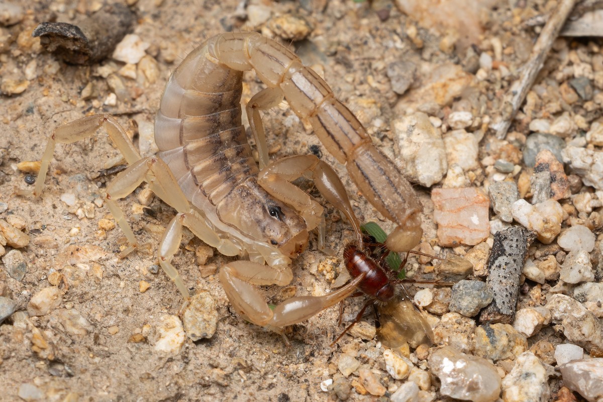 Stripe-tailed Scorpion - ML646491569