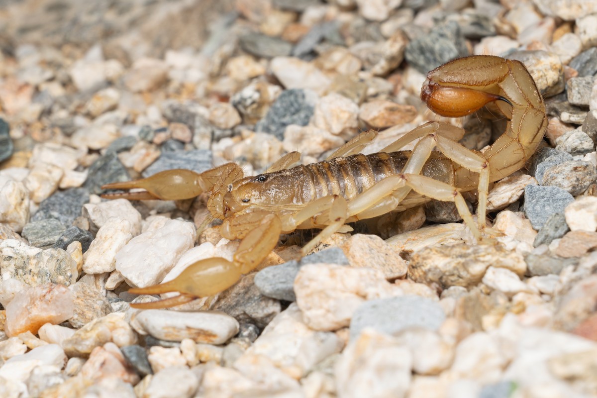 Stripe-tailed Scorpion - ML646491570