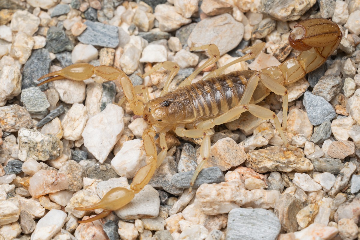 Stripe-tailed Scorpion - ML646491571