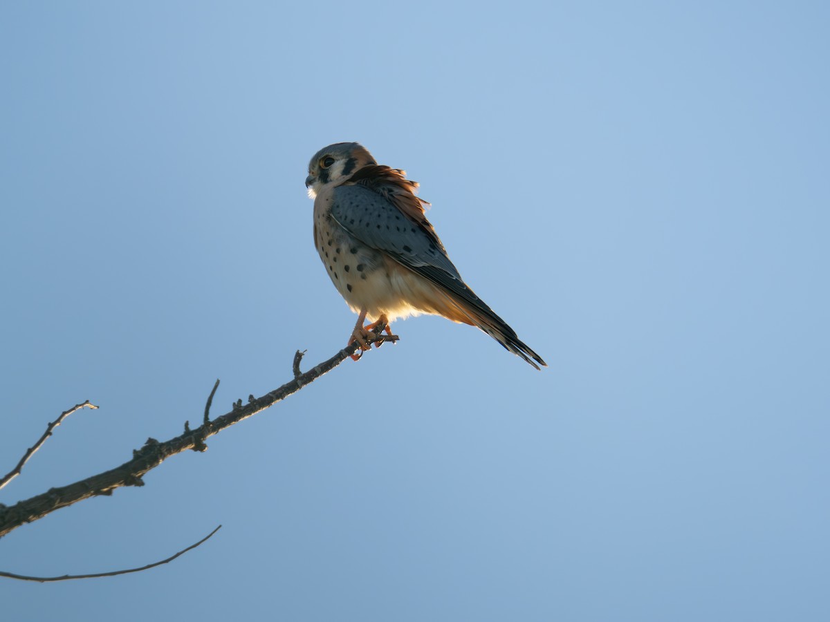 American Kestrel - ML646491572