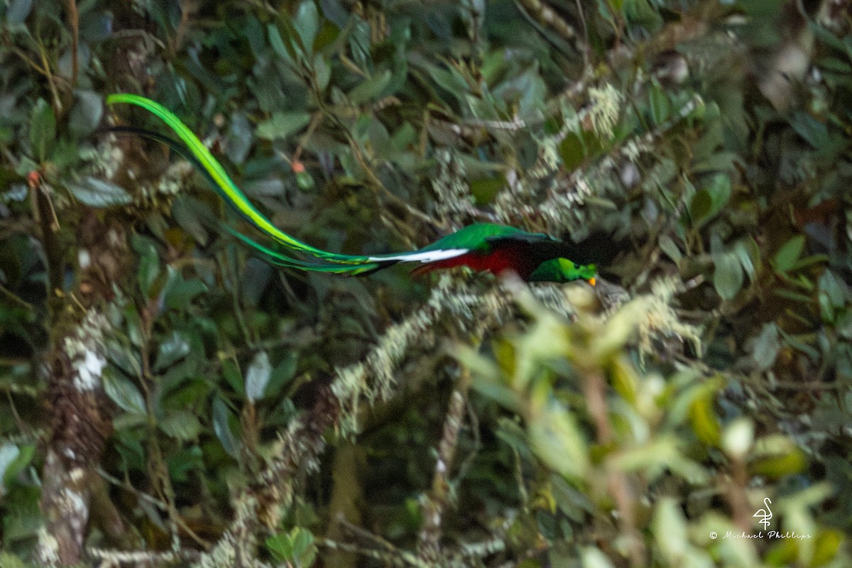 Resplendent Quetzal (Costa Rican) - ML646491573