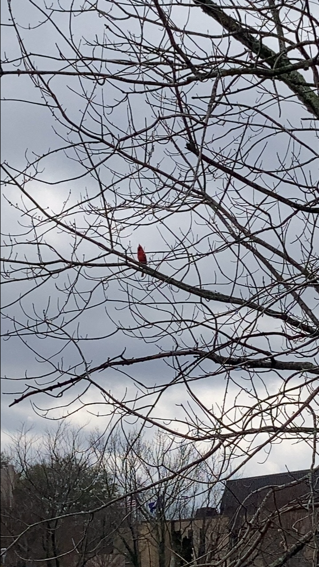 ショウジョウコウカンチョウ - ML646491577