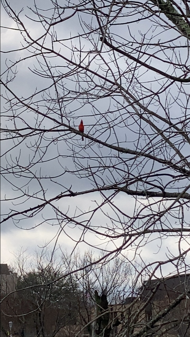 ショウジョウコウカンチョウ - ML646491578