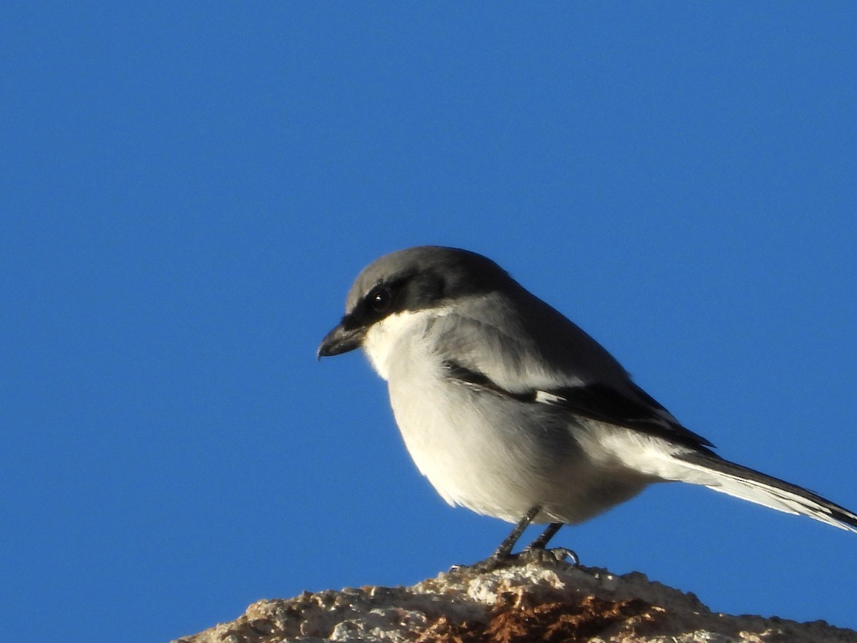 Loggerhead Shrike - ML646491595