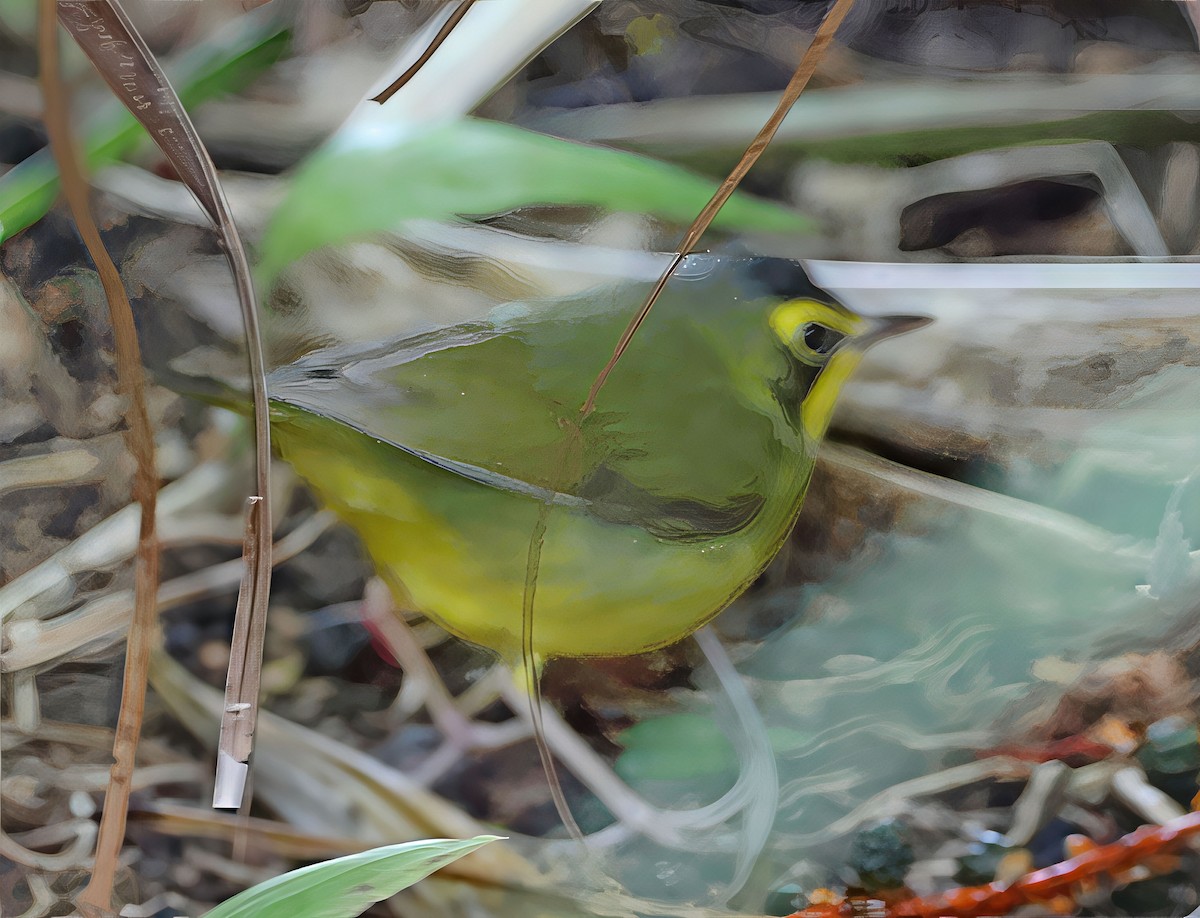 Reinita de Kentucky - ML646491597