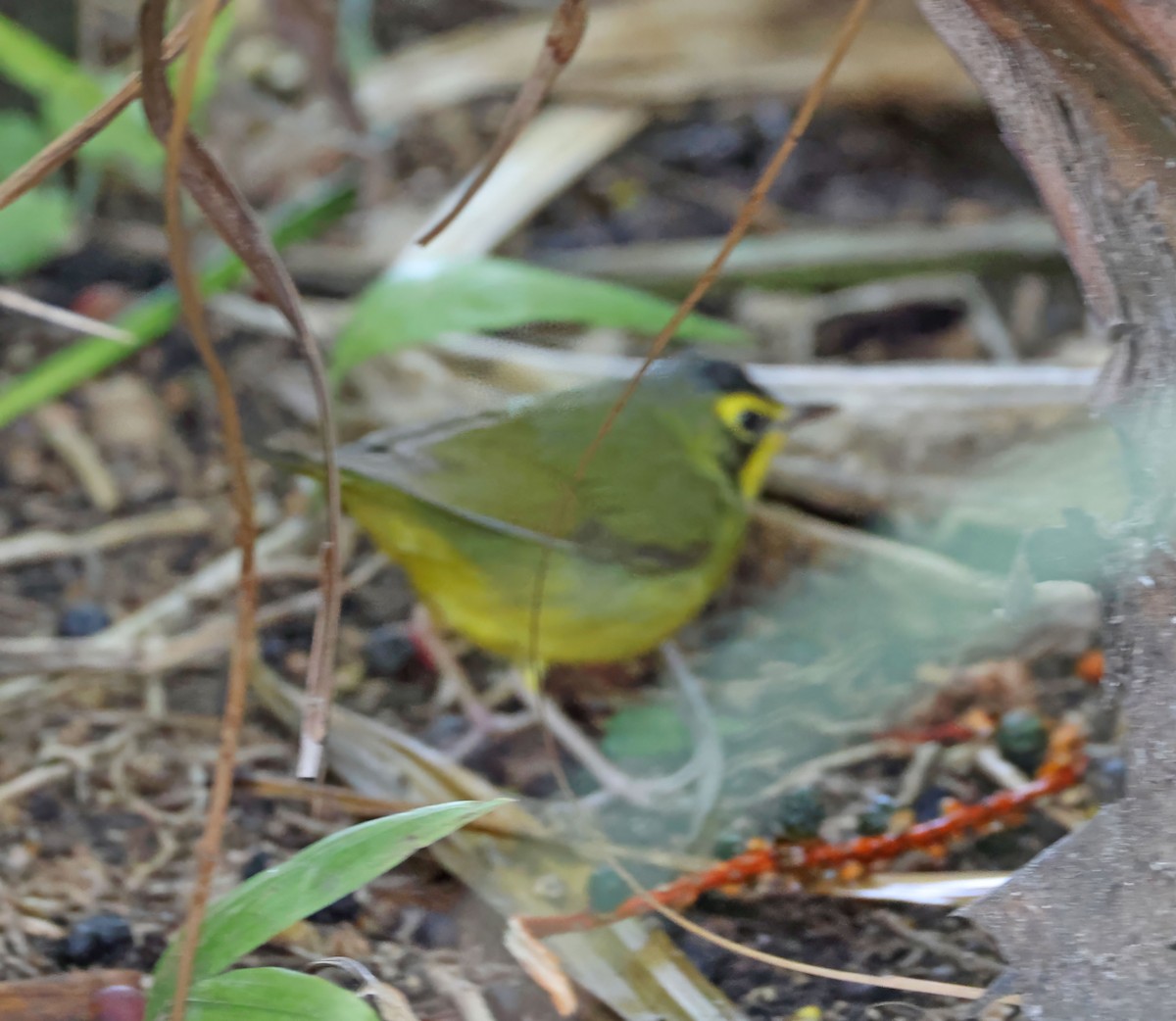 Reinita de Kentucky - ML646491598