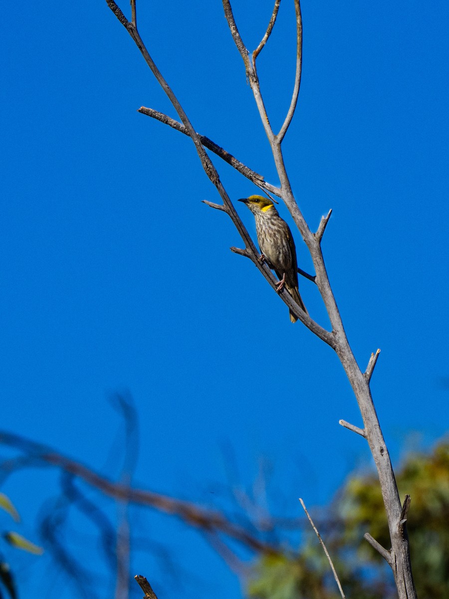 Yellow-plumed Honeyeater - ML646491600