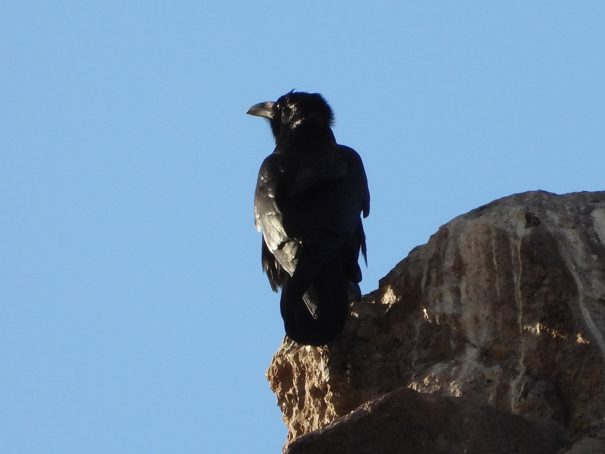 Common Raven - ML646491602