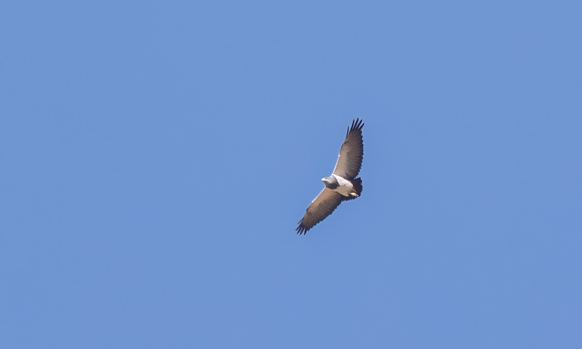 Black-chested Buzzard-Eagle - ML646491603