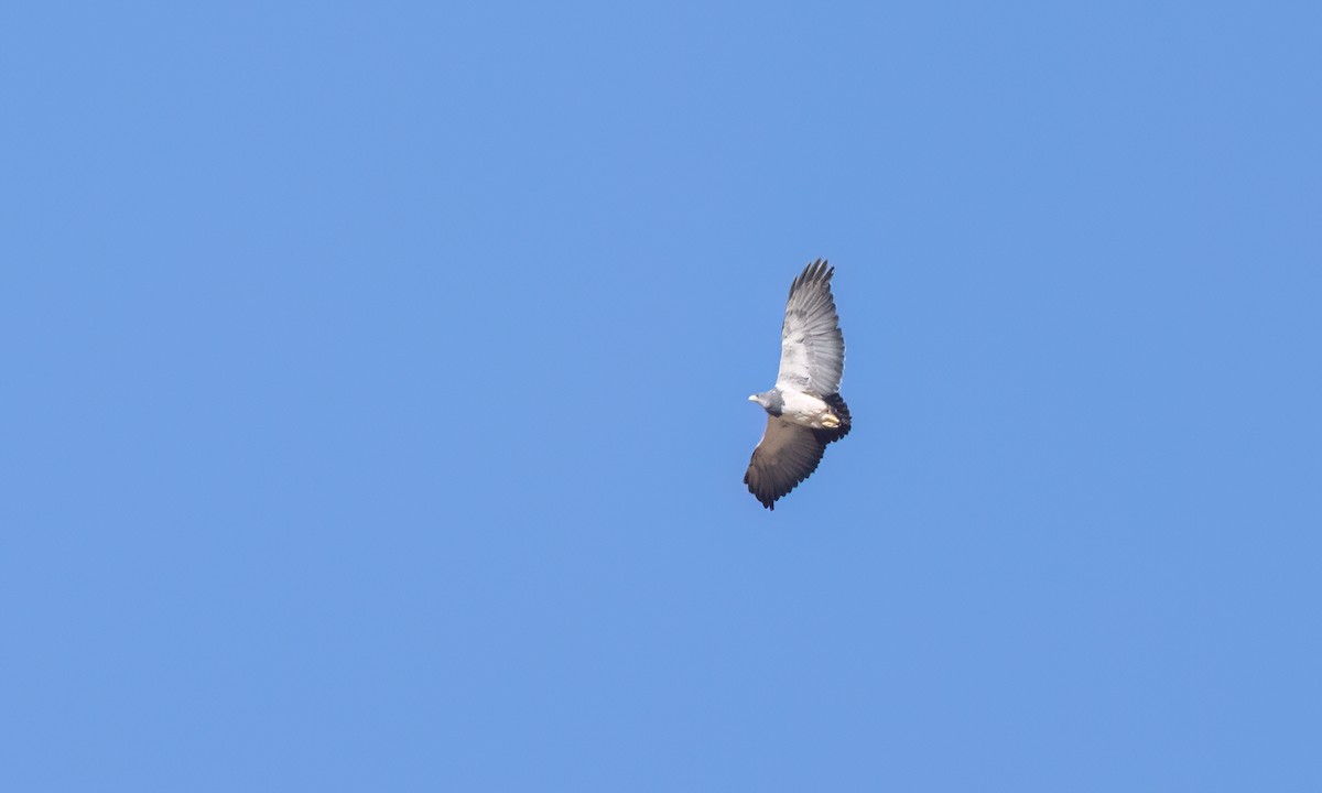 Black-chested Buzzard-Eagle - ML646491604