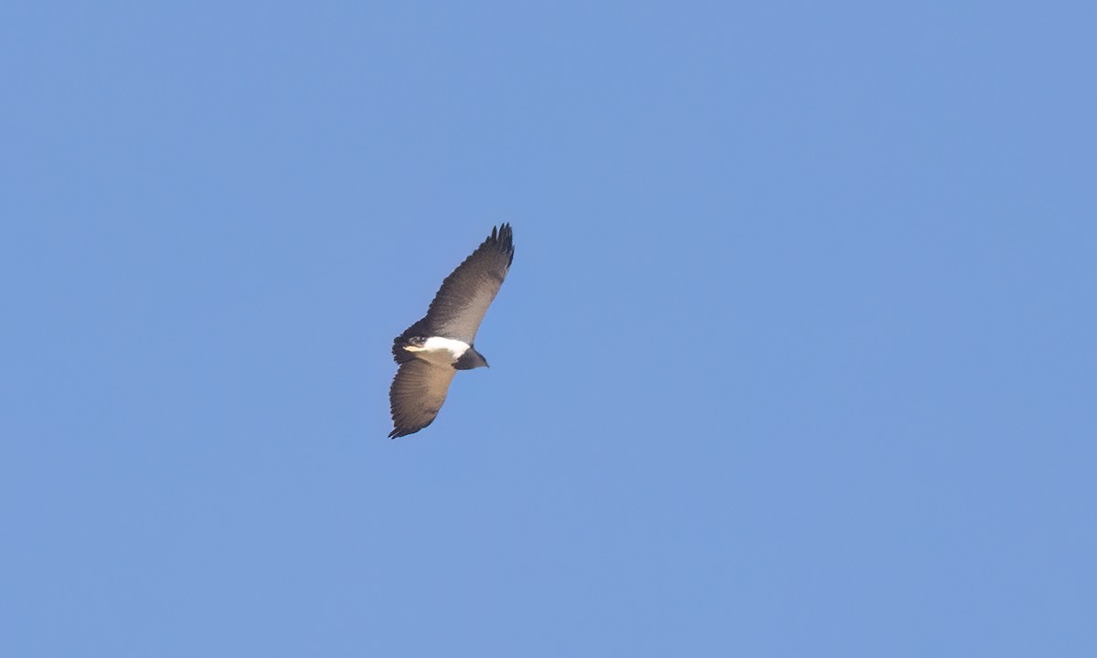 Black-chested Buzzard-Eagle - ML646491607