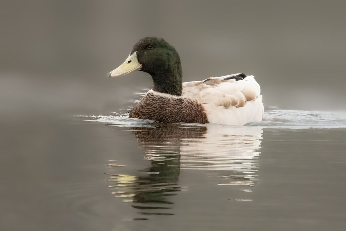 Mallard (Domestic type) - ML646491609