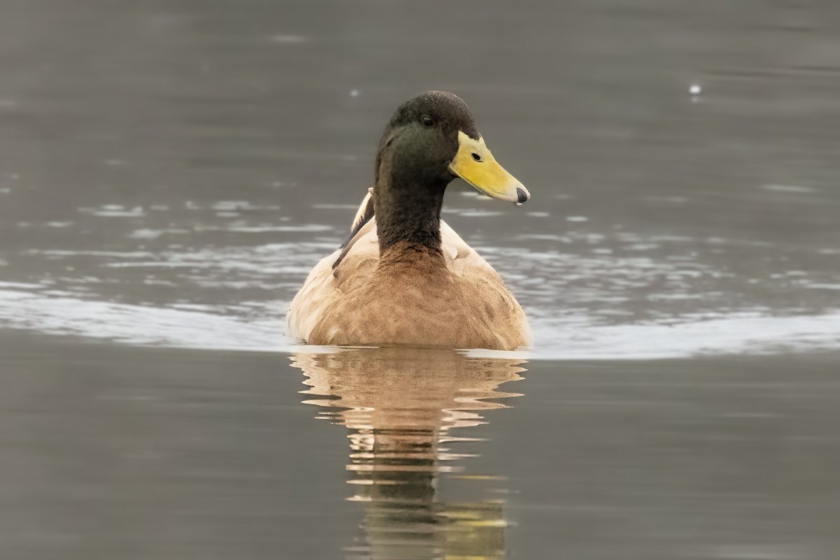 Mallard (Domestic type) - ML646491610