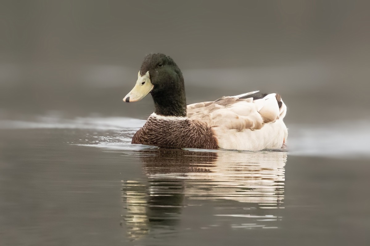 Mallard (Domestic type) - ML646491611