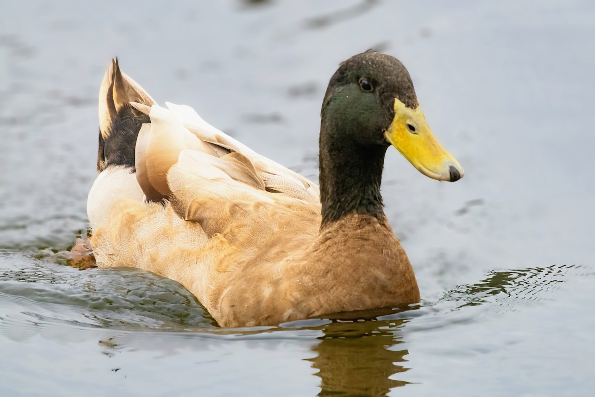 Mallard (Domestic type) - ML646491613