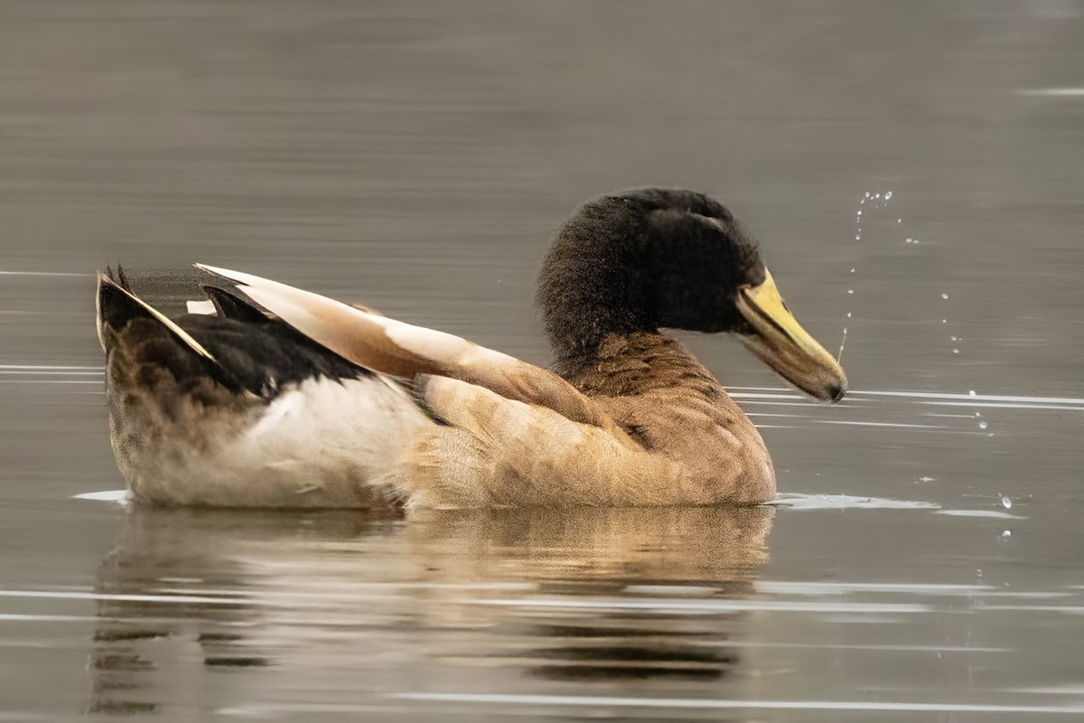 Mallard (Domestic type) - ML646491615