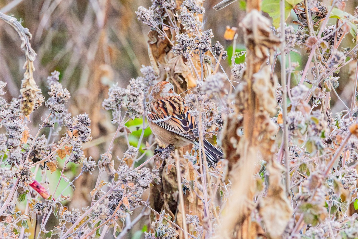 American Tree Sparrow - ML646491616