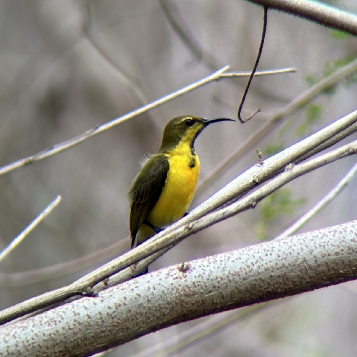 Garden Sunbird - ML646491617