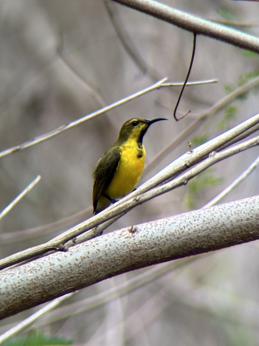 Garden Sunbird - ML646491618