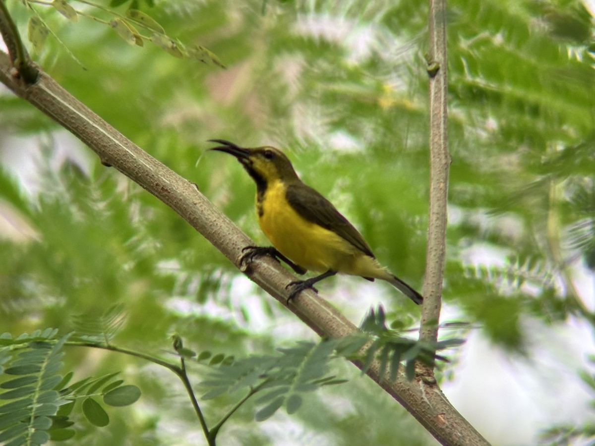 Garden Sunbird - ML646491619