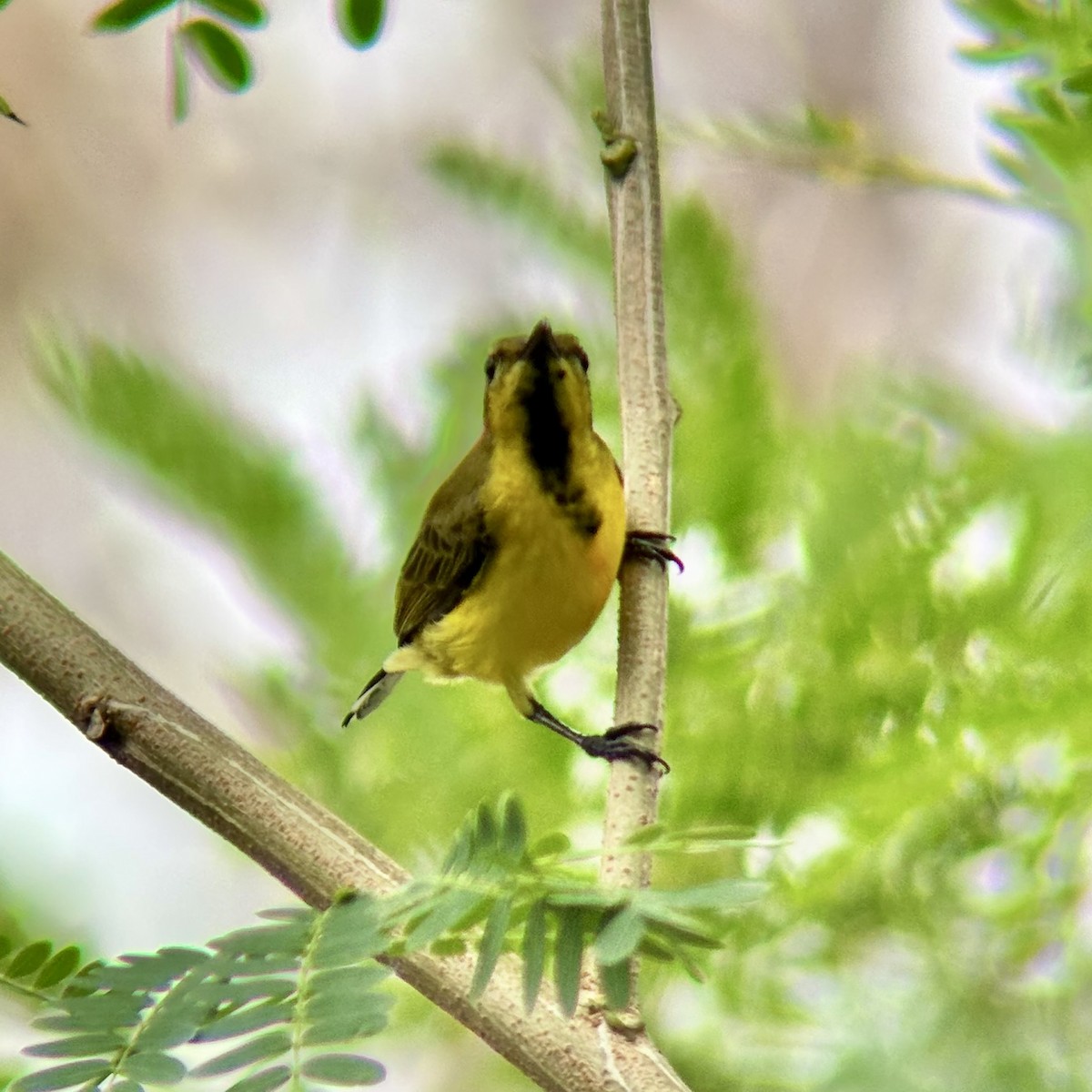 Garden Sunbird - ML646491620