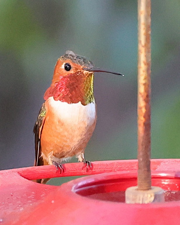 Allen's Hummingbird - ML646491622