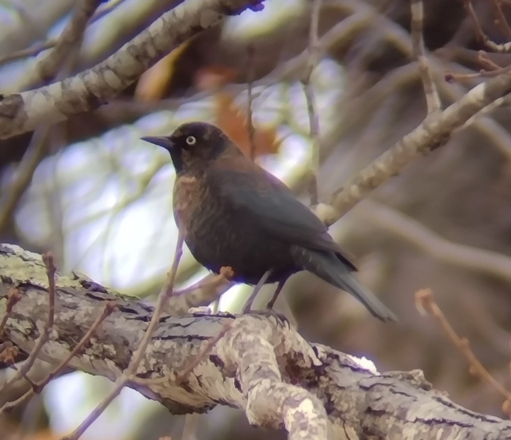 クロムクドリモドキ - ML646491627