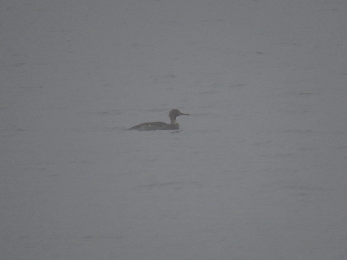 Сэвгэр бохио - ML646491630