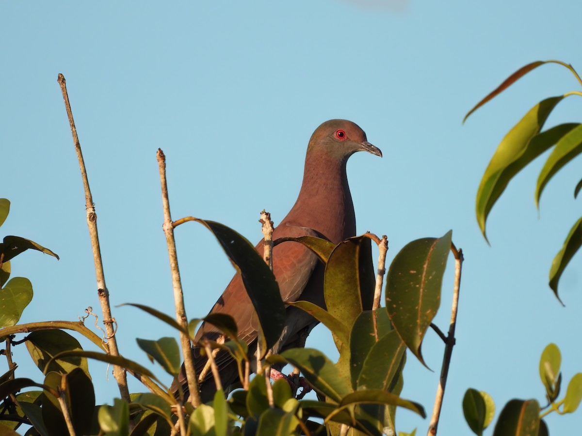 Pale-vented Pigeon - ML646491631