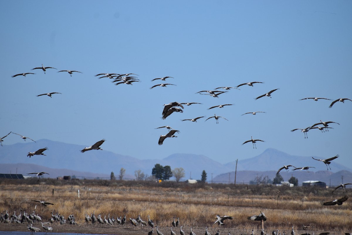Sandhill Crane - ML646491632