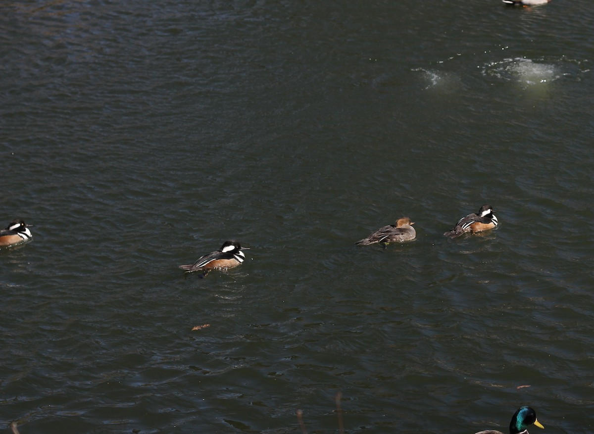 מרגון מקושט - ML646491634