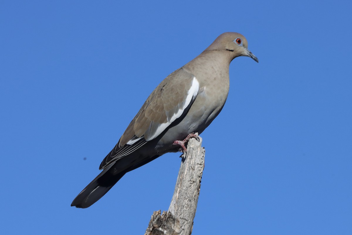 White-winged Dove - ML646491636