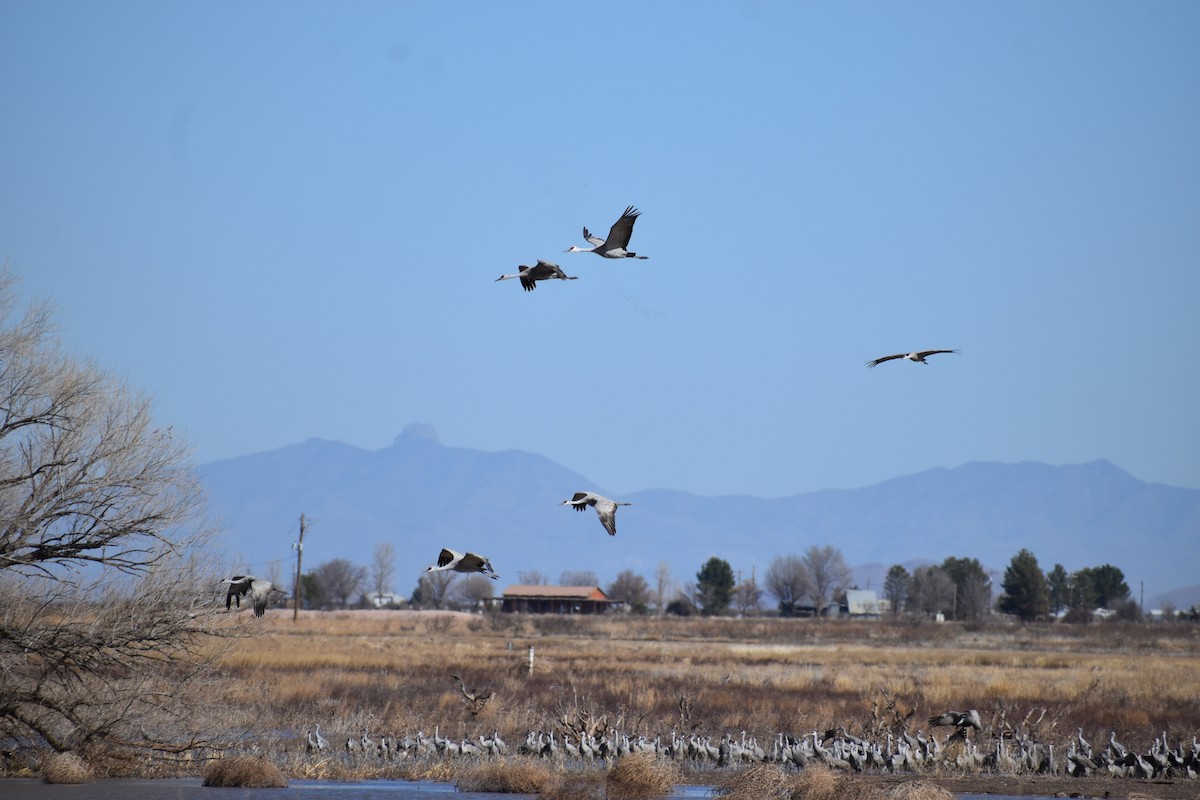 Sandhill Crane - ML646491639