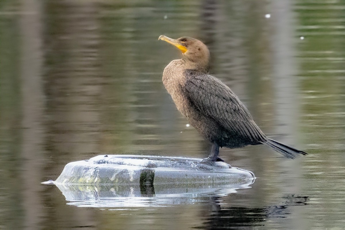 Double-crested Cormorant - ML646491643