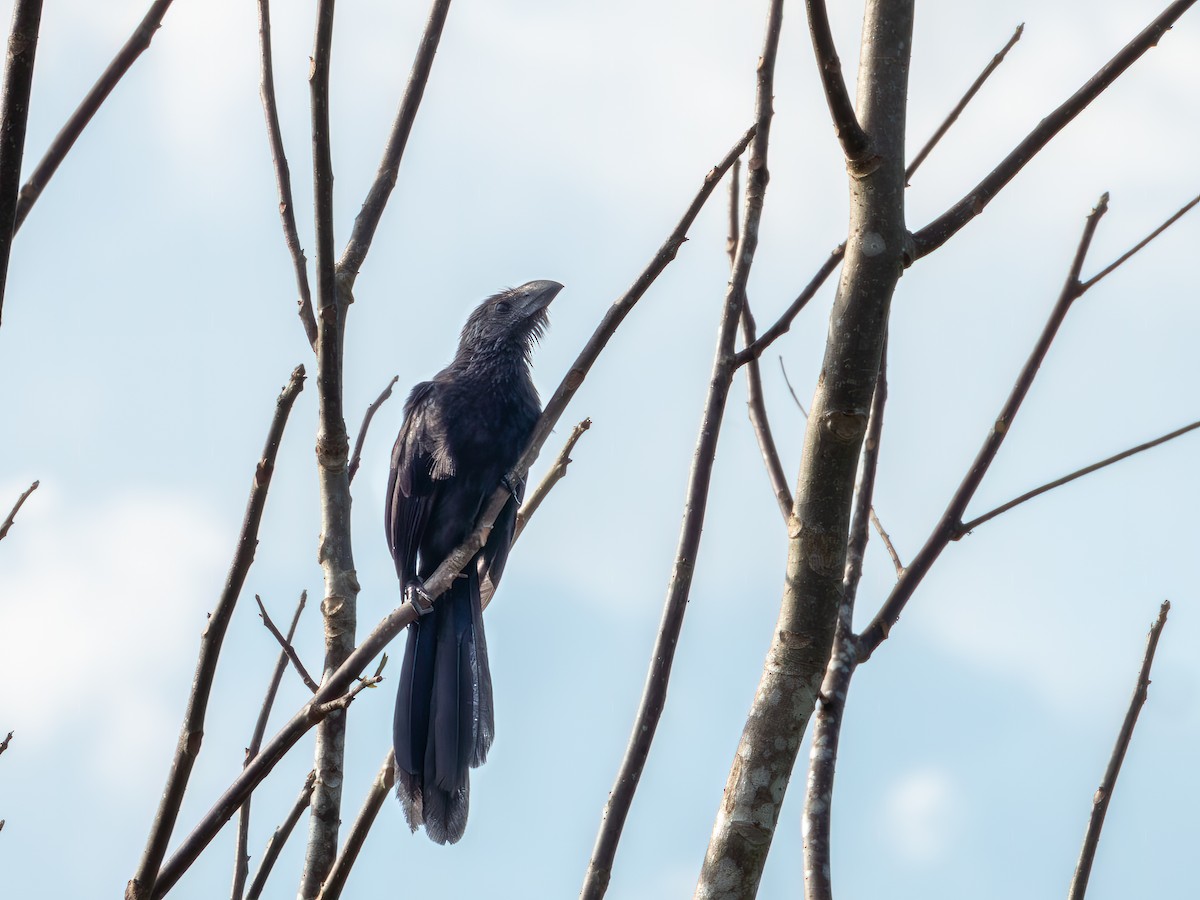 Düz Gagalı Ani - ML646491651