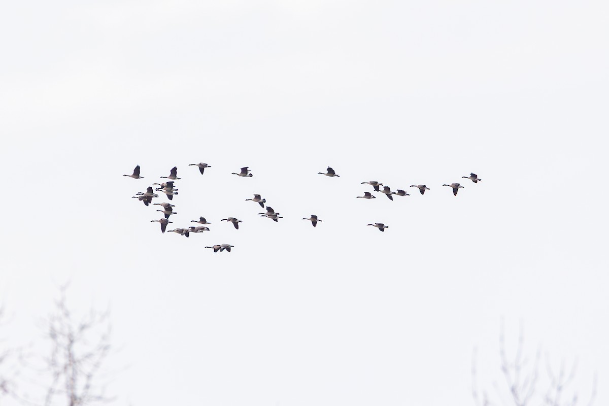 kanadagås - ML646491652