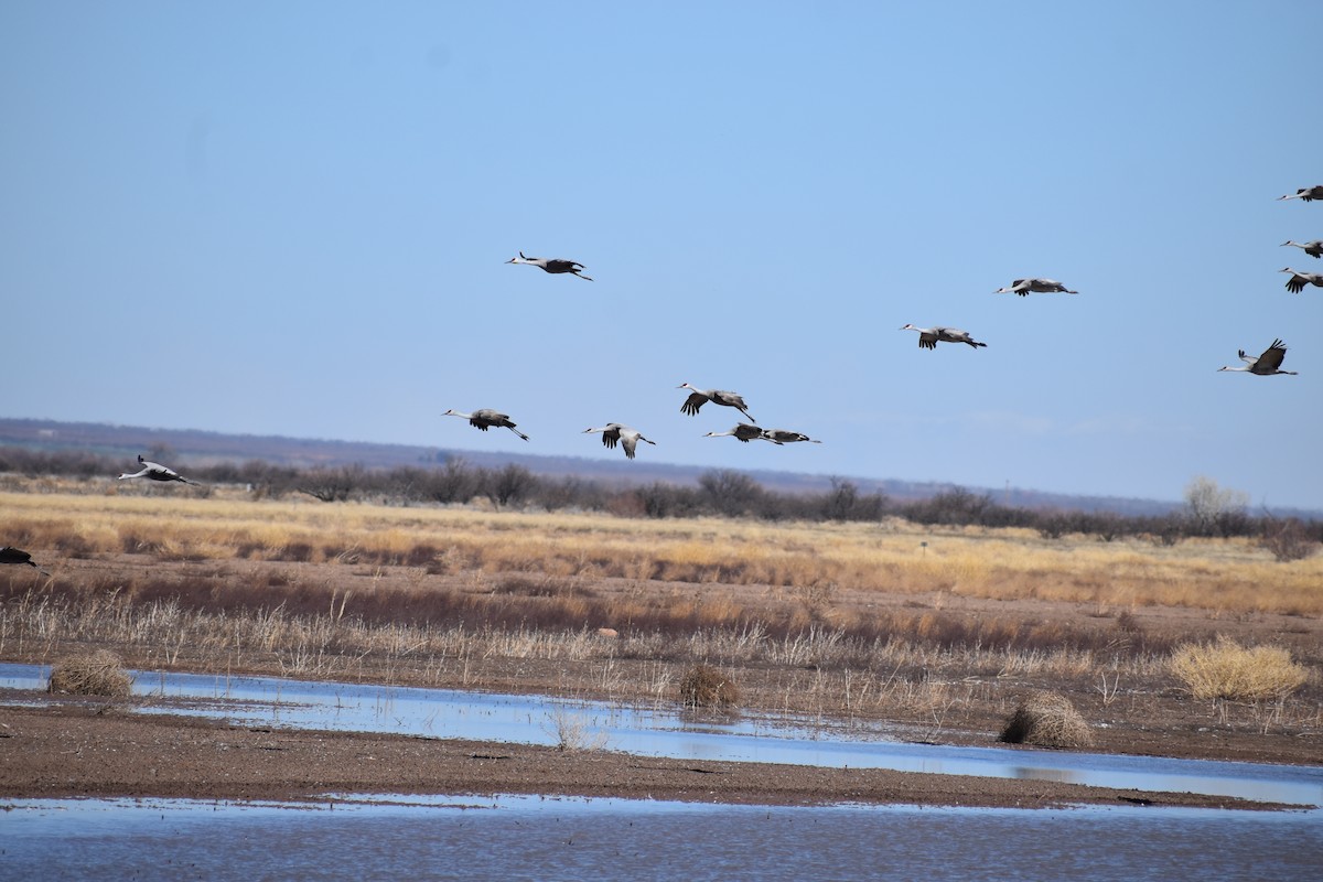 Sandhill Crane - ML646491653
