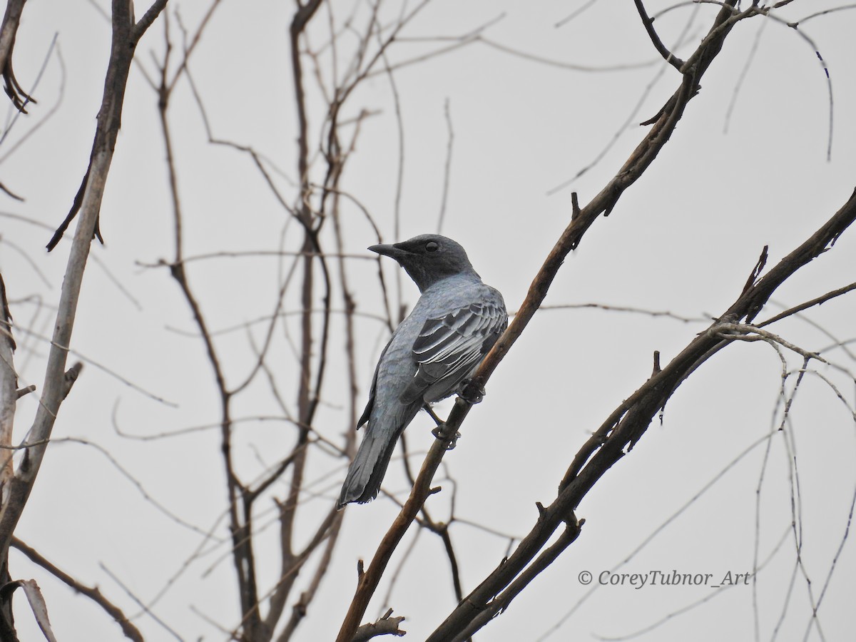 Sahul Cicadabird - ML646491654