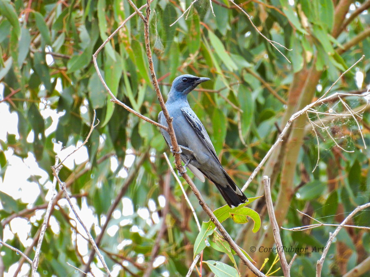 Sahul Cicadabird - ML646491655