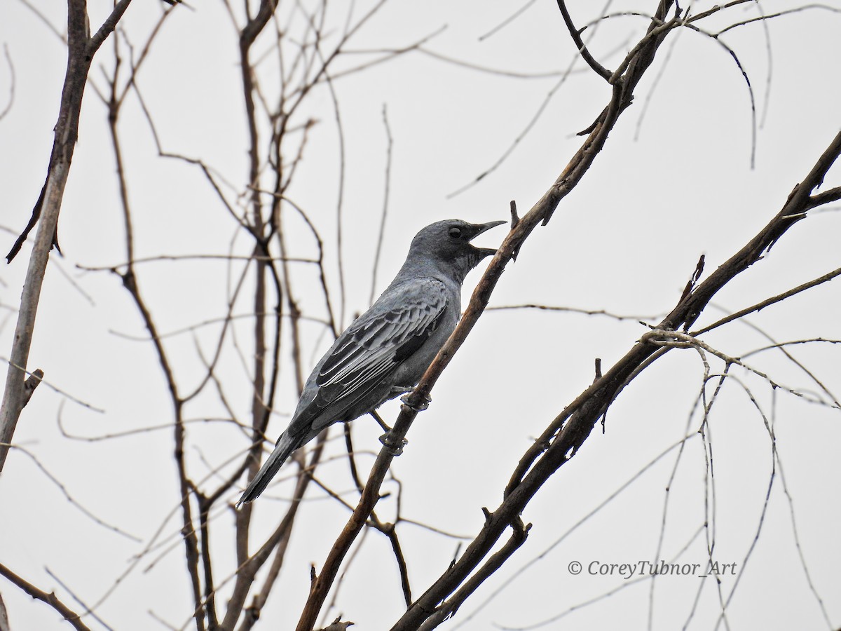 Sahul Cicadabird - ML646491656