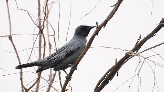 Sahul Cicadabird - ML646491657